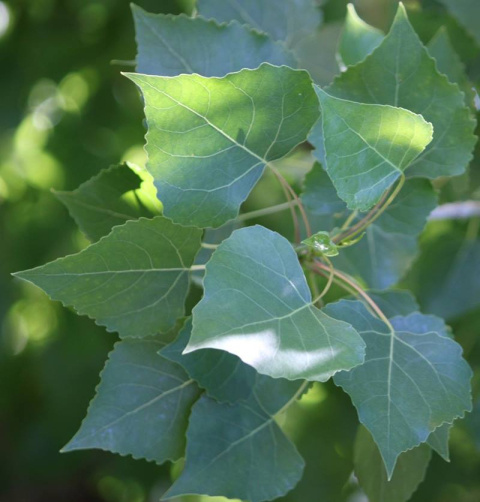 Emerging poplar leaves in spring.