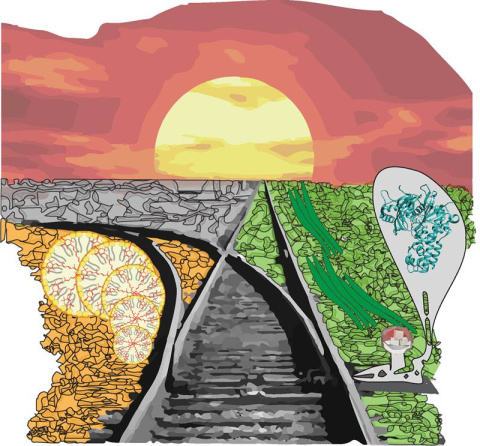 A research team from UC Berkeley found that hexokinase could act as a switch between photosynthesis and accumulation of bioproducts including lipids and antioxidants in algae.