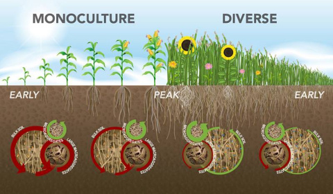Model of the combination of factors that increase microbial diversity. Green arrows indicate higher diversity and red arrows indicate lower diversity with arrow thickness representing the strength of the effect. 