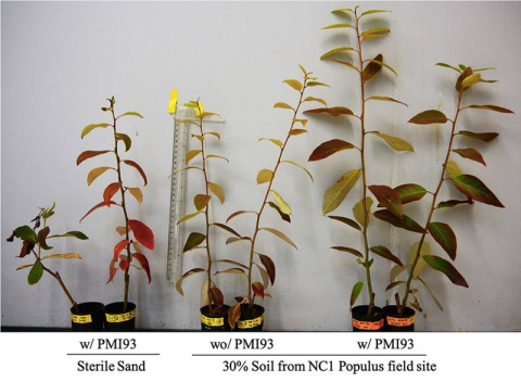 Poplar cuttings inoculated with M. elongata strain PM193 (far right) grow larger in 30 percent forest soil / 70 percent sand than without PM193 (middle). On the left are controls grown in sterile sand. (Chih-Ming Hsu).