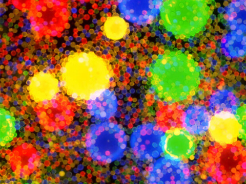 Different colored fluorescent labels allow the researchers to track which fiber type is attached to which bead. 
