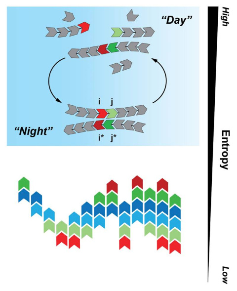 The Tkachenko-Maslov model shows monomers cycling between “day” and “night” (top). Ultimately, the cycling process results in a complex system made from a small number of polymer fragments, with decreased information entropy (bottom).