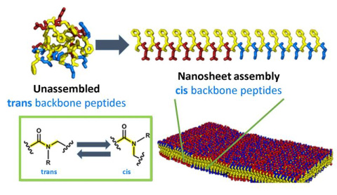 Unassembled peptoids (artificial versions of small proteins) are generally found in the trans configuration, but after self-assembly into nanosheets, they switch to the cis configuration.