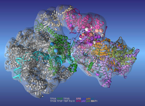 Researchers used the new model to accurately identify clusters of gene mutations (spheres), which helped them study the emergence of various genetic diseases. 