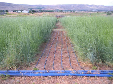 Soil samples were taken at this field site in Prosser, WA. All soil samples were collected in three field replicates within a 0-to 20-cm depth from the ground. For each of the three field blocks, researchers collected three homogeneous replicates.