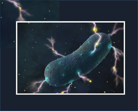Listeria bacteria transport electrons through their cell wall into the environment as tiny currents, assisted by ubiquitous flavin molecules (yellow dots).