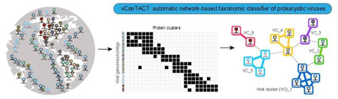 This research used the presence / absence of particular proteins in each viral genome as input for a gene sharing network analysis. This approach helps classify the vast unknown majority of viruses discovered in each new study of nature.