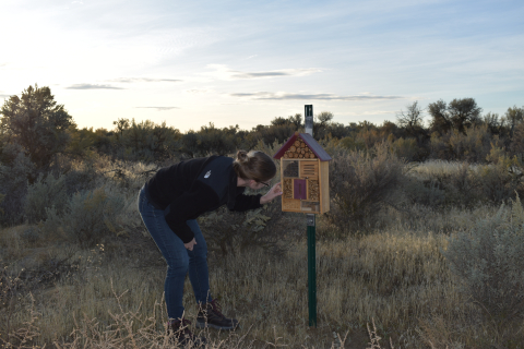 Mission Support Alliance Environmental Scientist Emily Norris checks on the progress of bee nesting in bee boxes recently installed at the Hanford Site.