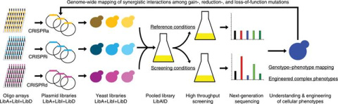 The MAGIC approach synthesizes DNA sequences for CRISPR-based gene activation (in orange), silencing (in blue), and elimination (in pink), then uses those sequences on yeasts to identify the genes required in different growth conditions.