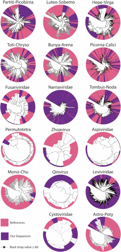 The circles represent different groups of RNA viruses. The analysis is based on the sequence of RNA-dependent RNA polymerase transcripts found in California annual grassland soil. Known viruses are in pink and newly discovered viruses are in purple.