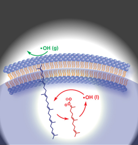 Schematic of how hydroxyl radicals (OH)—which can form due to air pollution—can form Criegee intermediates, which then create more OH in a chain reaction that leads to breakdown of molecules in cell membranes (at top of image).