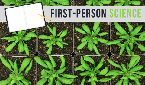 While the wild-type plant of Arabidopsis is large and healthy, the one with a mutation that keeps it from making a specific lipid is small and sick. Christoph Benning and his team have spent more than a decade understanding how plants make this lipid.