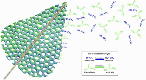 Graphical representation of the determination of the cell wall ester content (O-acetyl ester/methyl ester) of leaves through observations of the atmospheric emission signature (acetic acid/methanol).