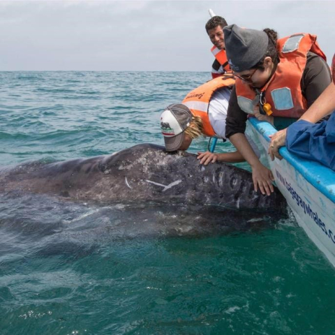 Alicia Amerson works at PNNL in ocean research.