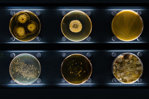 Images of different bacteria.