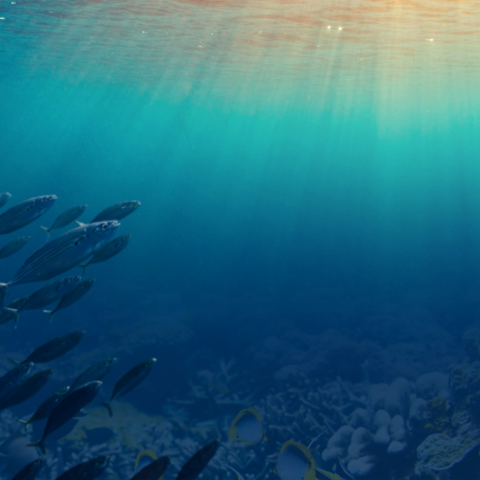 Fish swimming in the ocean with sunlight shining through the water.