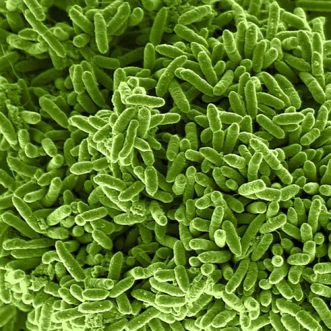 The new Serial Enrichment for Efficient Recombineering (SEER) technique allows biologists to apply recombineering-based techniques to many different species of bacteria (above, Shewanella putrefaciens bacteria).