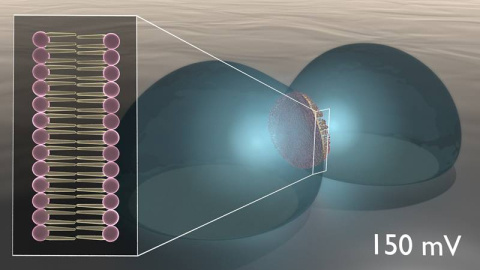Researchers demonstrated the first example of a lipid-based “memcapacitor,” an energy storage device with memory that advances brain-like, synaptic information processing in neuromorphic computing.