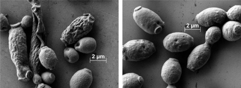 Scanning electron micrograph images of wild and laboratory-evolved Y. lipolytica grown in a high concentration of ionic liquid. The evolved strain’s outer membrane displays much less disruption. 