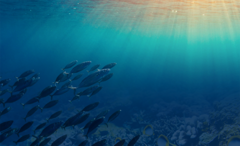 Fish swimming in the ocean.