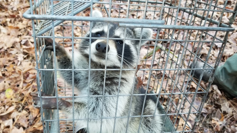 Patrick Ryan, a technician at Savannah River Ecology Laboratory, collects biological samples from a sedated raccoon.