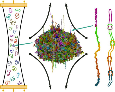 At center, simulation of ring polymers being stretched in one direction (left). A fraction of ring polymers always forms highly elongated, knotted daisy chains (right), increasing the fluid’s resistance to flow. See how it works in this animation. 