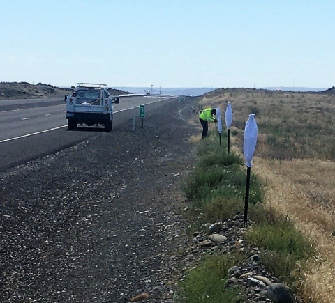 Hanford Site road maintenance worker Chris Bates covers posts with white canvas bags along a section of roadway as part of a pilot project to discourage deer and elk from crossing in front of vehicles.