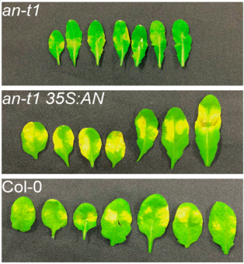 Leaves of the Arabidopsis plant showing the activity of the ANGUSTIFOLIA (AN) plant gene in response to the pathogen, P. syringae. The coloration indicates the severity of the disease. 