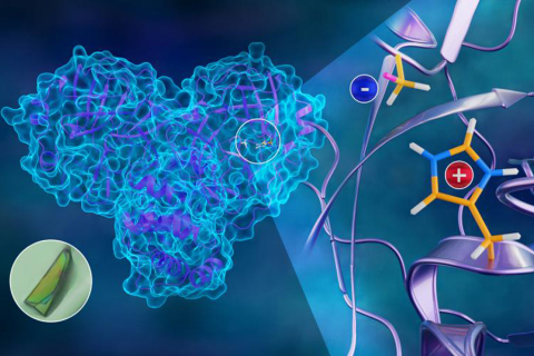 The first neutron structure of the SARS-CoV-2 main protease enzyme revealed unexpected electrical charges in the amino acids cysteine (negative) and histidine (positive), providing key data about the virus’s replication. 