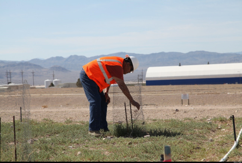 In this April 2018 photo, Johnny Hill Jr. of the Colorado River Indian Tribes inspects a new sprout in the Nevada National Security Site Radioactive Waste Management Complex acreage. Hill is a member of the Tribal Revegetation Committee. 