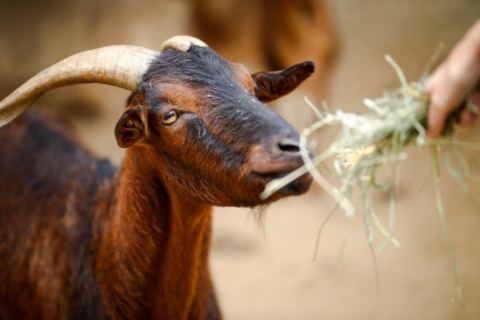 Elway, a San Clemente Island Goat