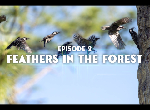 “Feathers in the Forest” is the second in a series of videos to help students virtually visit the Savannah River Site.