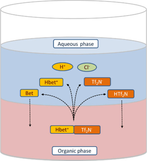 Dissolution of ionic liquid betainium bis(trifluoromethylsulfonyl)imide into the aqueous phase initiates chemical interactions and distribution of ions between the two liquid phases.