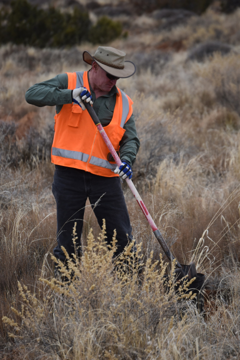 Moab Uranium Mill Tailings Remedial Action Project Federal Cleanup Director Russell McCallister salvages native grasses at a construction site in Canyonlands National Park. These grasses were transplanted to the Moab Project to help with revegetation efforts.