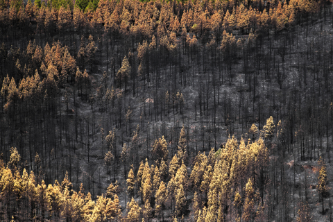 gran canaria wildfire aftermath from above