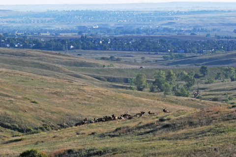 Elk roam the Rocky Flats National Wildlife Refuge, the site of the former Rocky Flats nuclear weapon production plant. EM was part of a federal-state team honored by the U.S. Environmental Protection Agency for revitalizing the site in Colorado into a wildlife refuge.