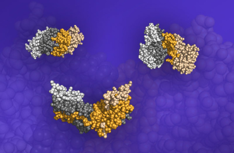 Three protein pair structures. The darkened portions of the structures are the interfaces where the proteins meet and bind.