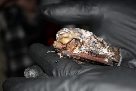 A brown and white hoary bat sitting on a black-gloved researcher’s hand.