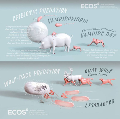 Predatory bacteria use wolfpack-like behavior, enzymes, and structures to hunt and feast on other bacteria.