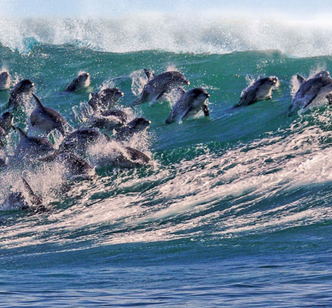 Dolphins jumping out of waves.