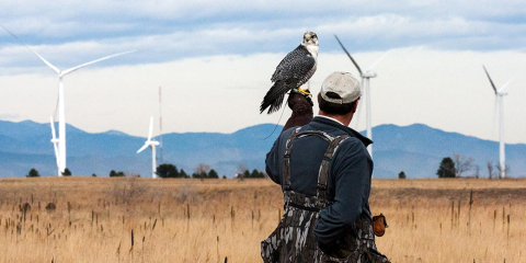 Daytime photo of a wind farm with a man standing in the foreground and a hawk perched on this hand.
