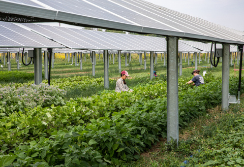 Gardeners harvest beans at the the largest solar agrivoltaic research project in the U.S.