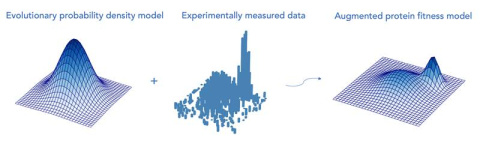 Scientists create a “probability density model” using evolutionary data from related proteins. They also experimentally measure functions of related protein variants to “augment” the model and predict how to modify a protein to improve its function.