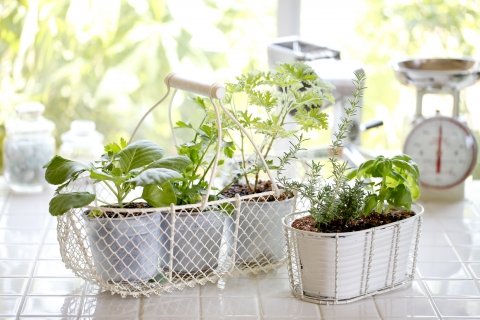 indoor herb garden in a kitchen
