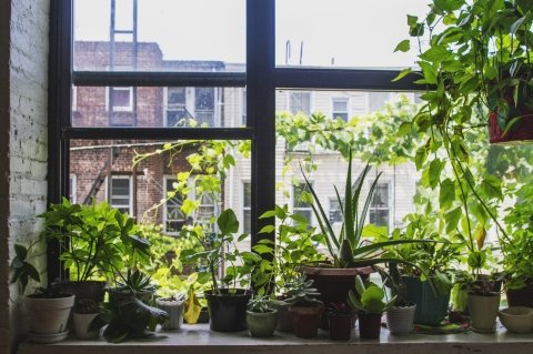 Indoor plants in a window.