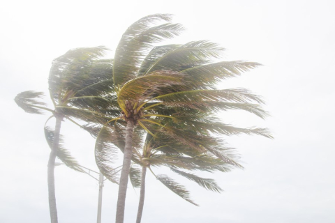 Palm trees blowing in a hurricane