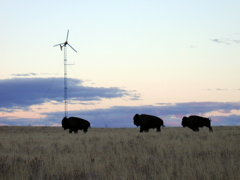 Buffalo in a field with wind turbine.