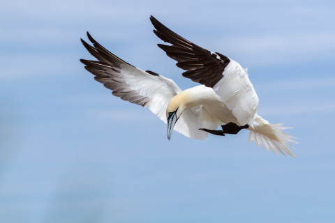 A bird readies itself to land on the water.