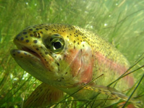Rainbow trout