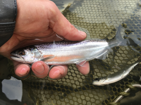 A fish held gently underwater in a person's hand.